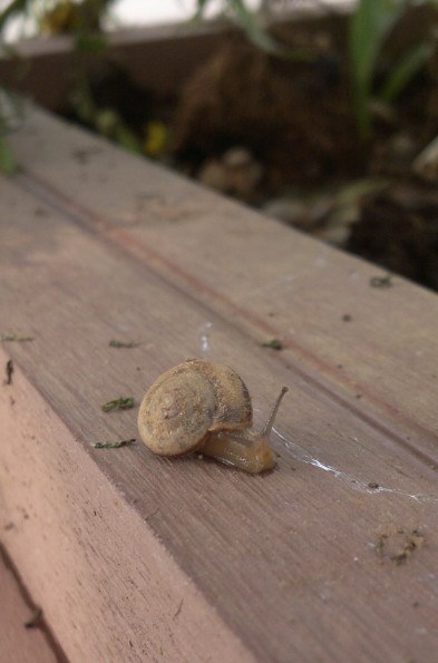 无意中,拍到了一只蜗牛,它当时是在蹒跚得前行.